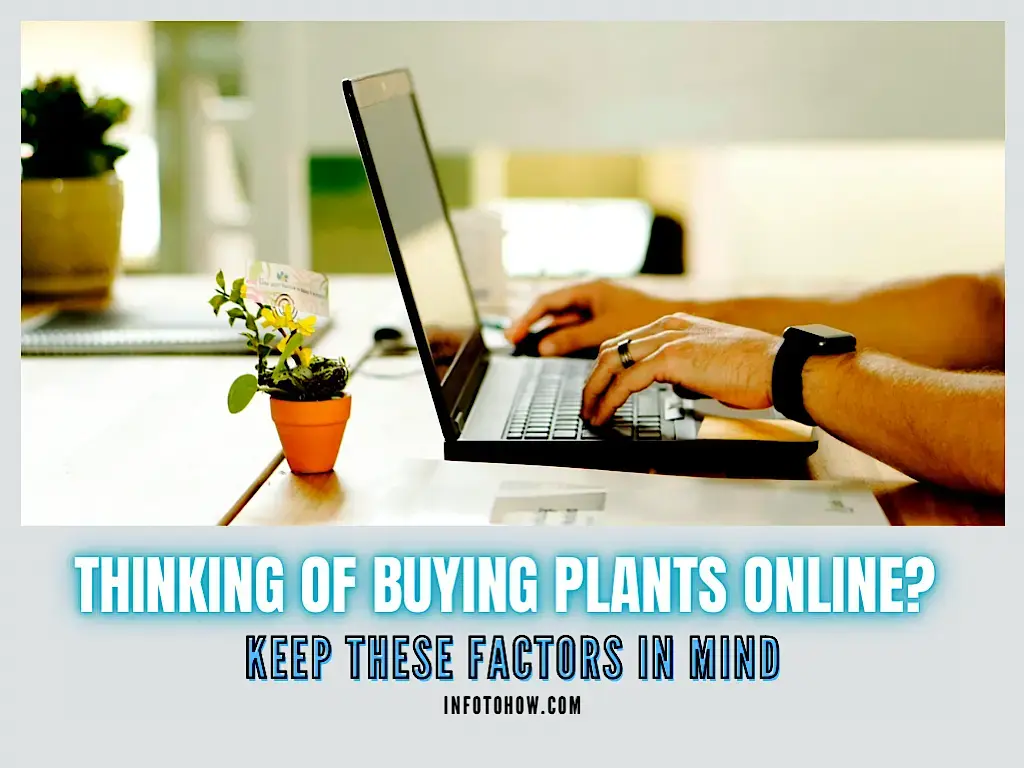 Thinking of Buying Plants Online? Keep These 7 Factors in Mind