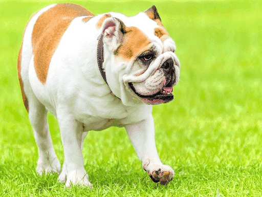 Different Types of Bulldogs that Owners Need to Understand English Bulldogs