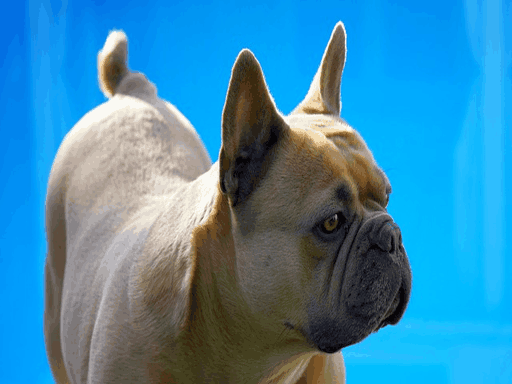 Different Types of Bulldogs that Owners Need to Understand French Bulldogs