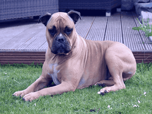 Different Types of Bulldogs that Owners Need to Understand Olde English Bulldogs