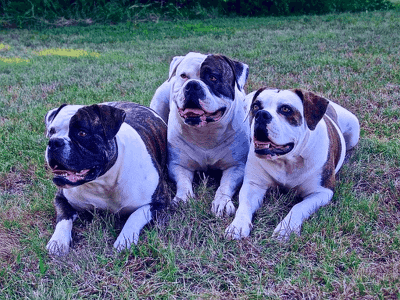 Different Types of Bulldogs that Owners Need to UnderstandAmerican Bulldogs