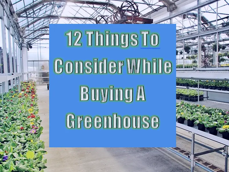 12 Things To Consider While Buying A Greenhouse