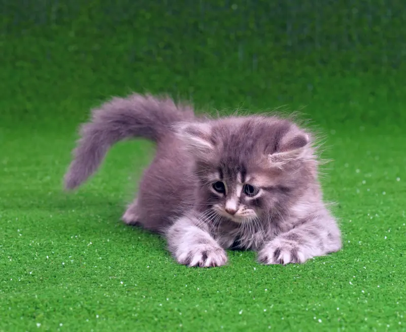 How To Keep Cats Off Your Artificial Lawn 1