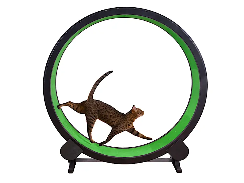 Top 3 Benefits of Owning a Cat Wheel 3