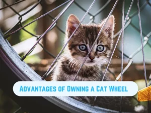 Top 3 Benefits of Owning a Cat Wheel