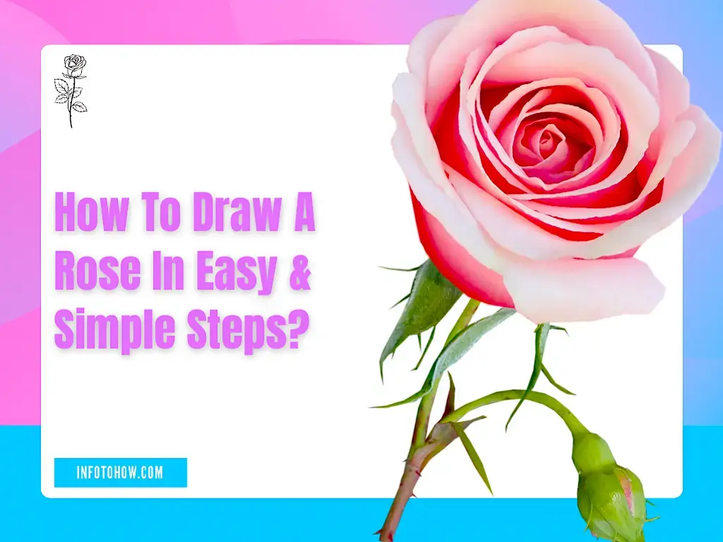 How to Draw a Rose in Easy & Simple Steps