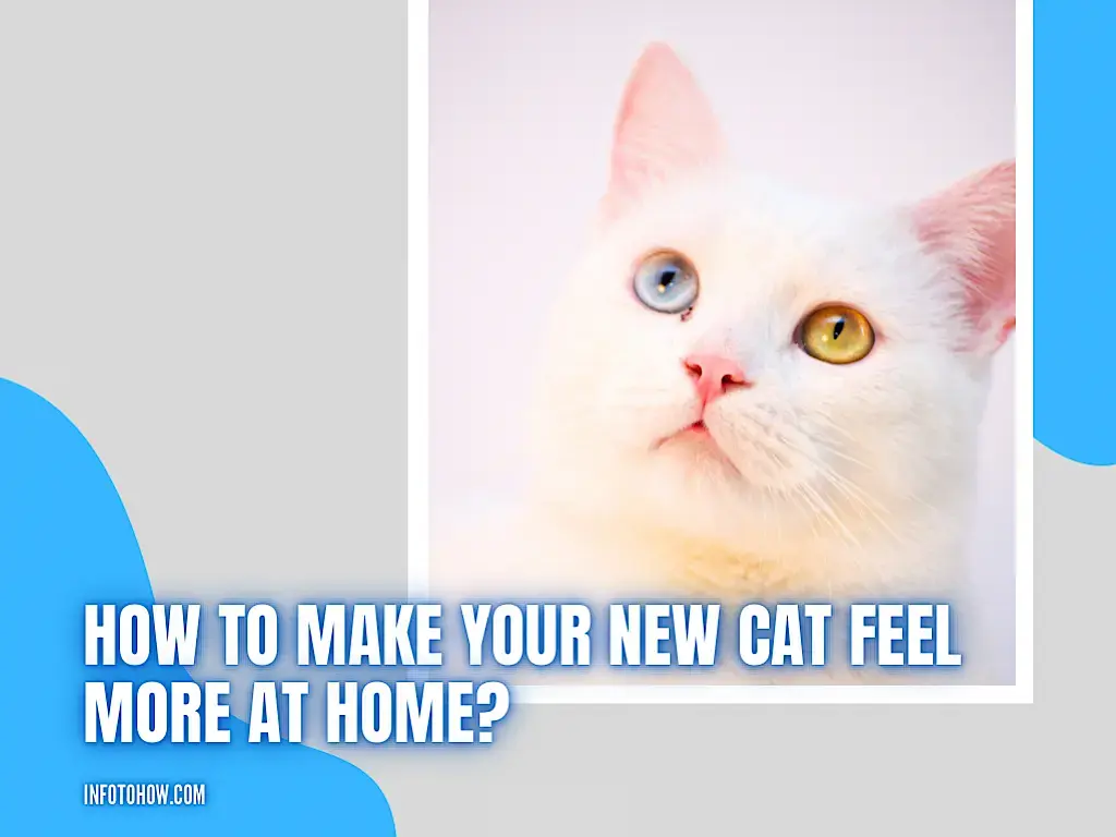 How To Make Your New Cat Feel More At Home